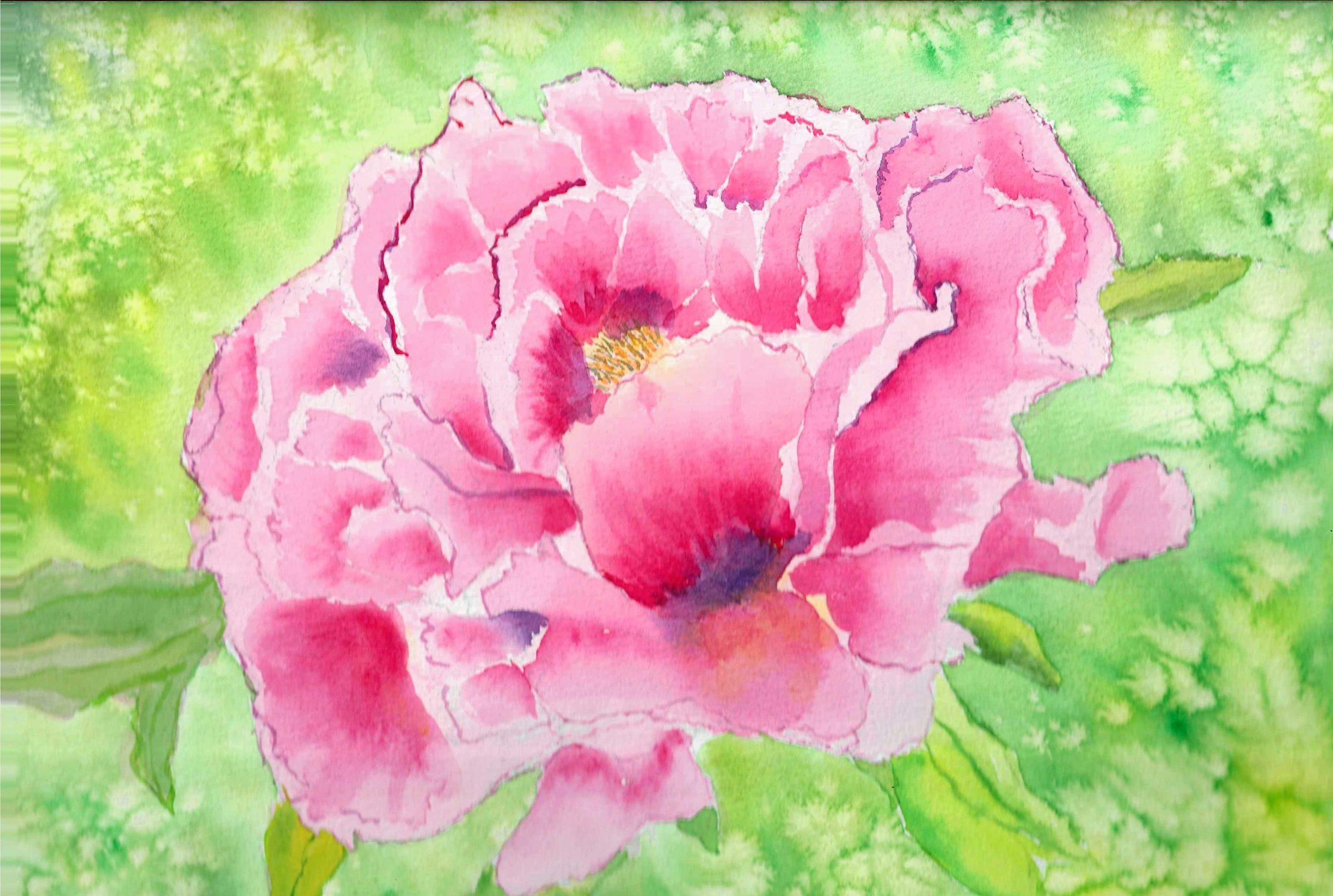 pink watercolor peony